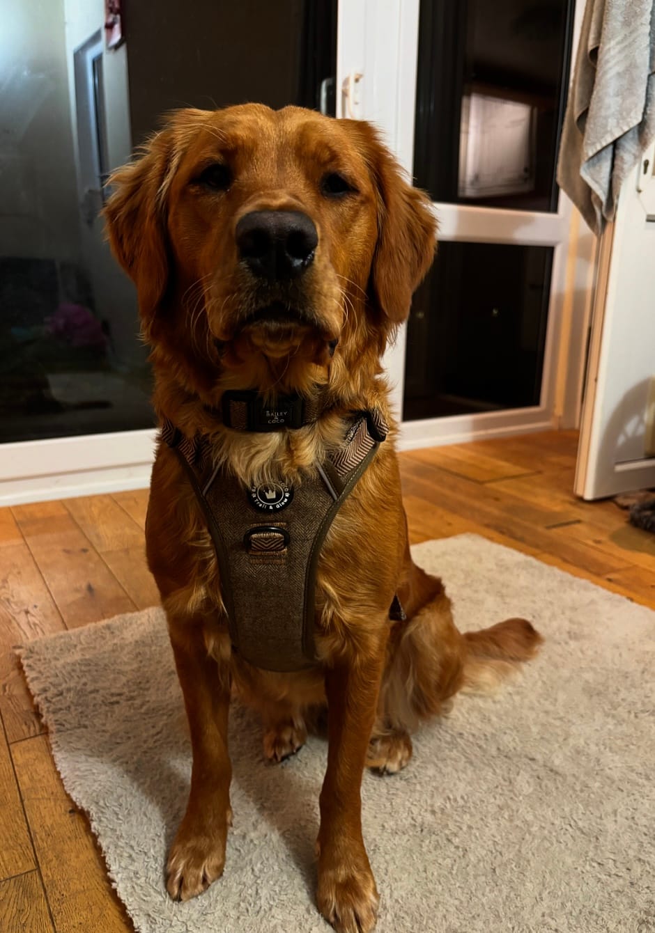 Customer photo review of Trail & Glow Tweed Dog Harness - Oxford Tweed