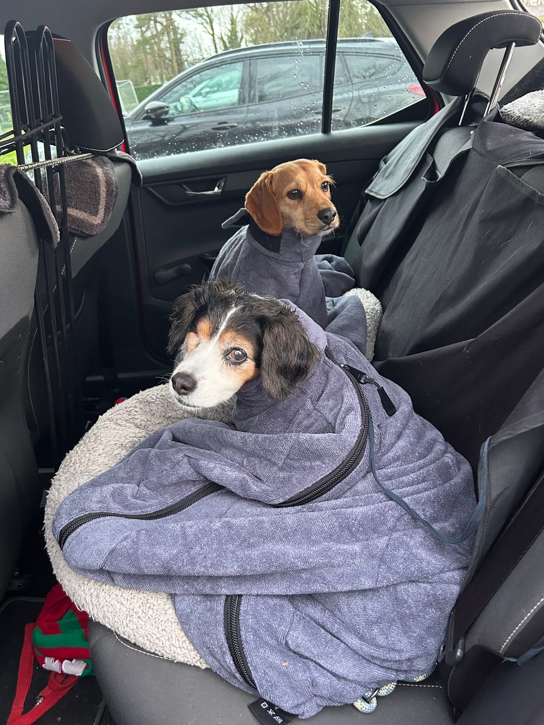Customer photo review of Luxury Dog Drying Bag