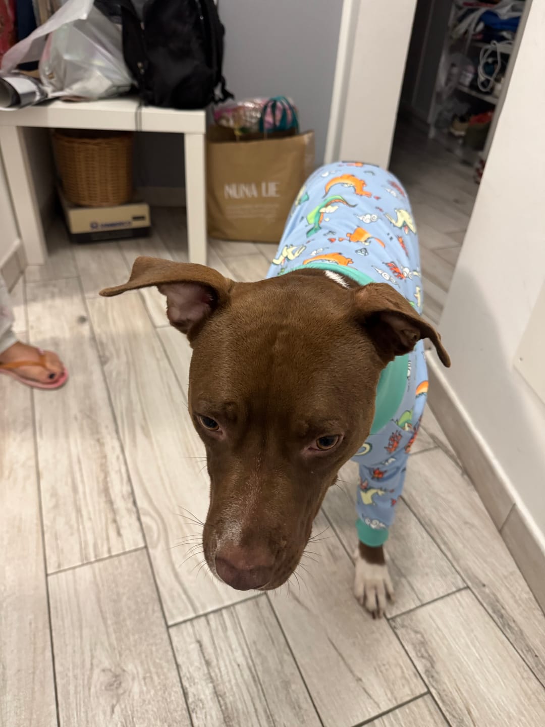 Customer photo review of Dog Pajama - Dragons