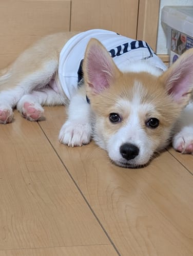 Customer photo review of FunFunPet 高機能ハーネス（お名前タグ作成サービス付き）