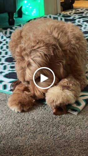 Customer video review of Smoked Beef Marrow Bone