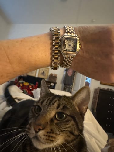 Customer wearing the two-tone GREALY DE MAINS watch with a loose fit. A cat sits in the foreground.