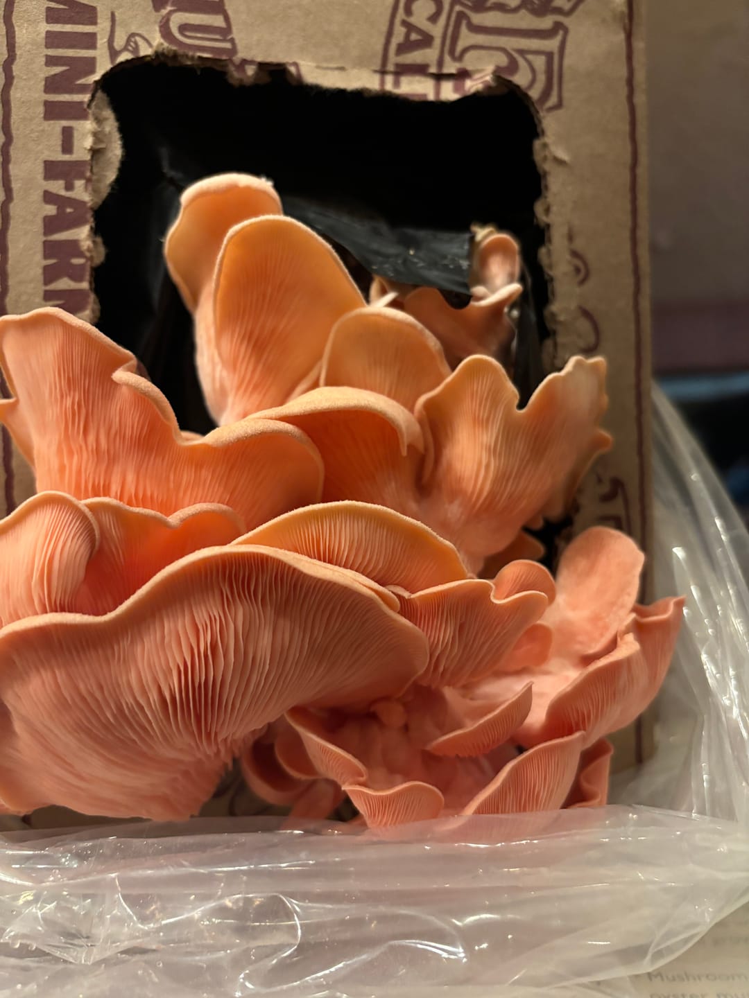 Customer photo review of Mushroom Mini-Farm Grow Kits Variety - 4 Pack
