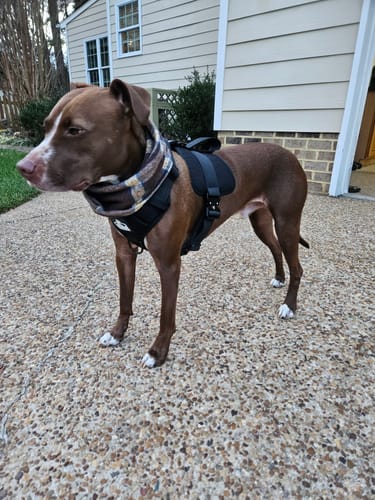 Customer photo review of No Pull Bully Proof Harness