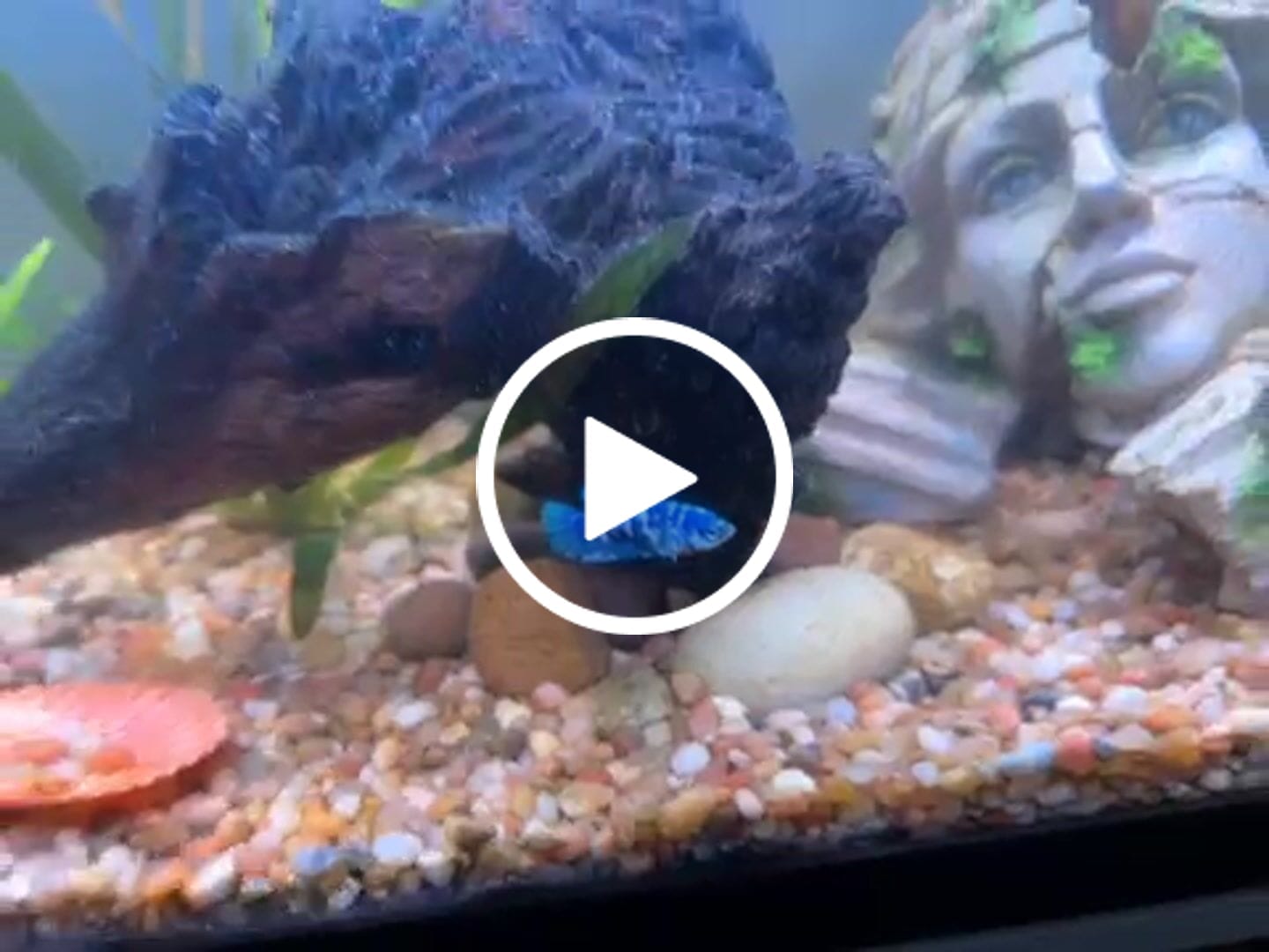 Customer video review of Female Betta Fish Marble Dot Moo Cow Plakat