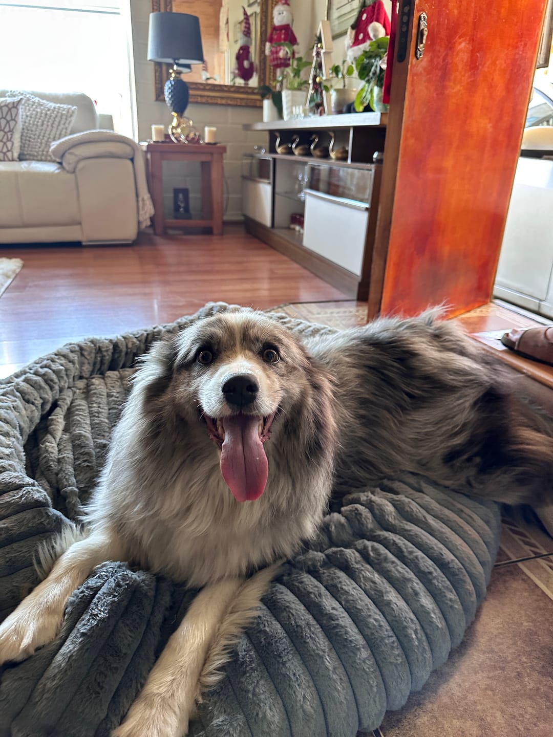 Customer photo review of Luxury Edition: Cama Anti-Estrés THE DOGS