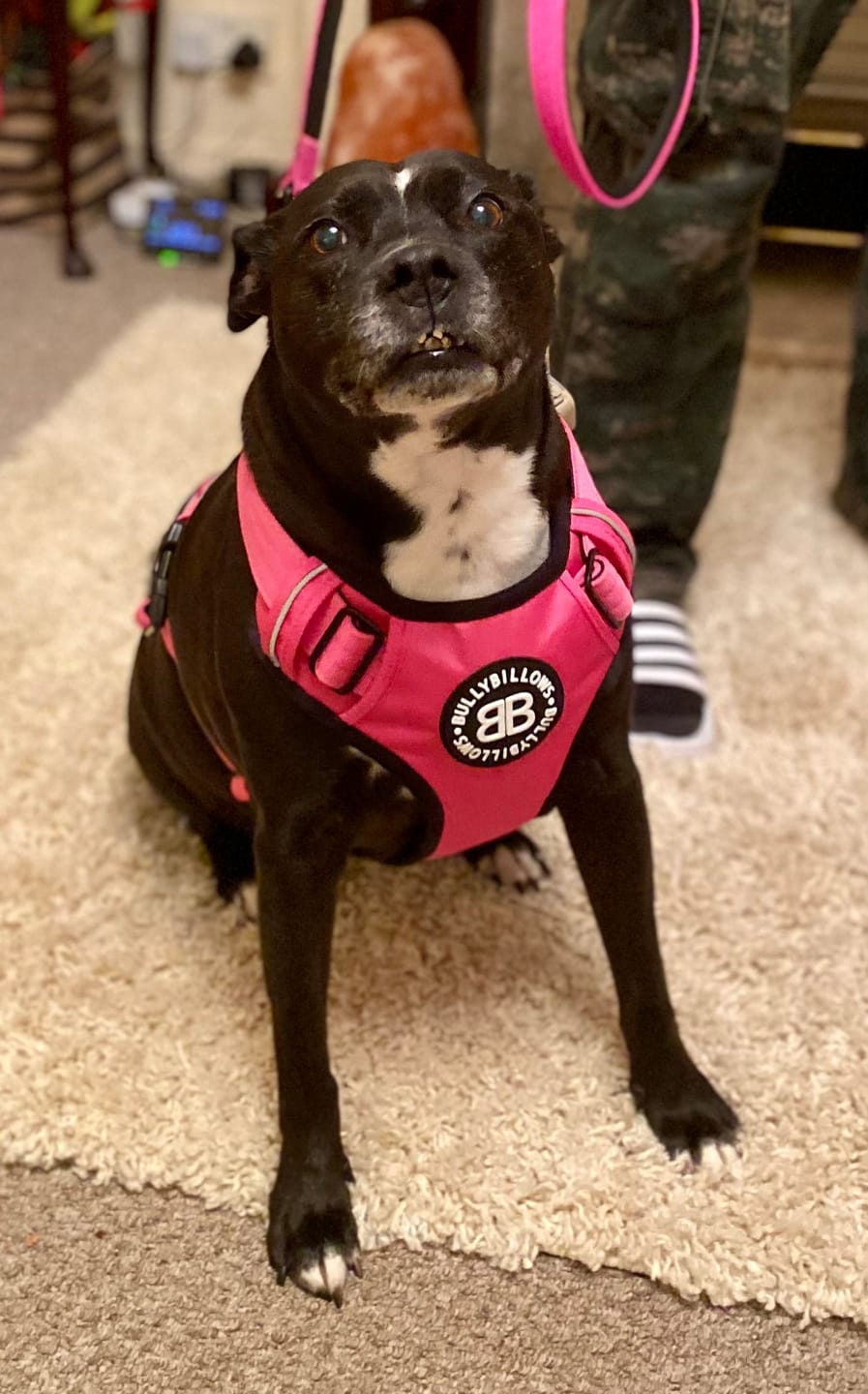 Customer photo review of Comfort Premium Harness | Non Restrictive - Magenta