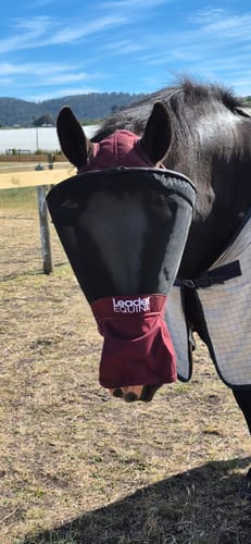 Customer photo review of LE Outback Flymask with Nose (no ears)