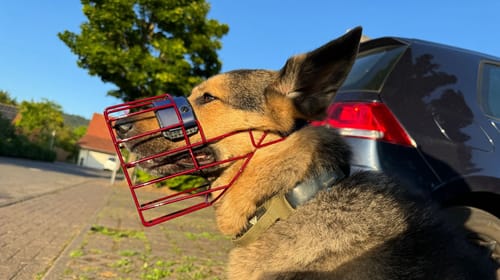 Customer photo review of „All in one“ Maulkorb