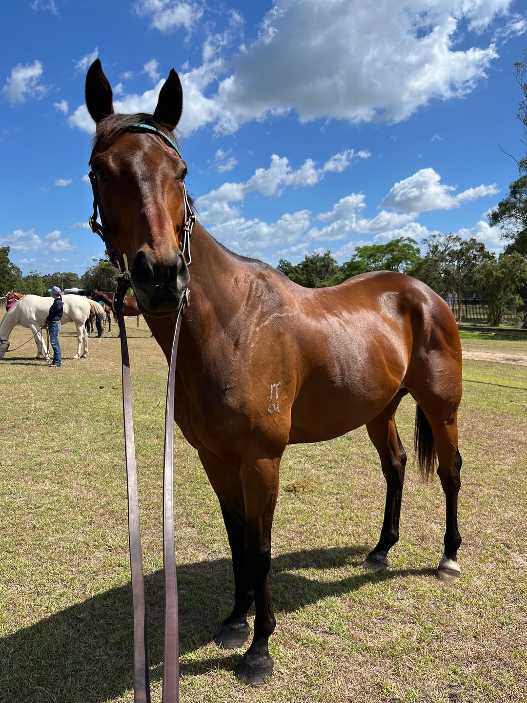 Customer photo review of Digestive EQ