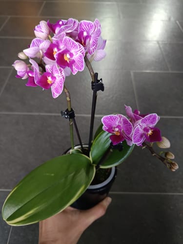 Kunde hält die Phalaenopsis Vivien variegata mit panaschiertem Blatt und zwei blühenden Rispen in der Hand.