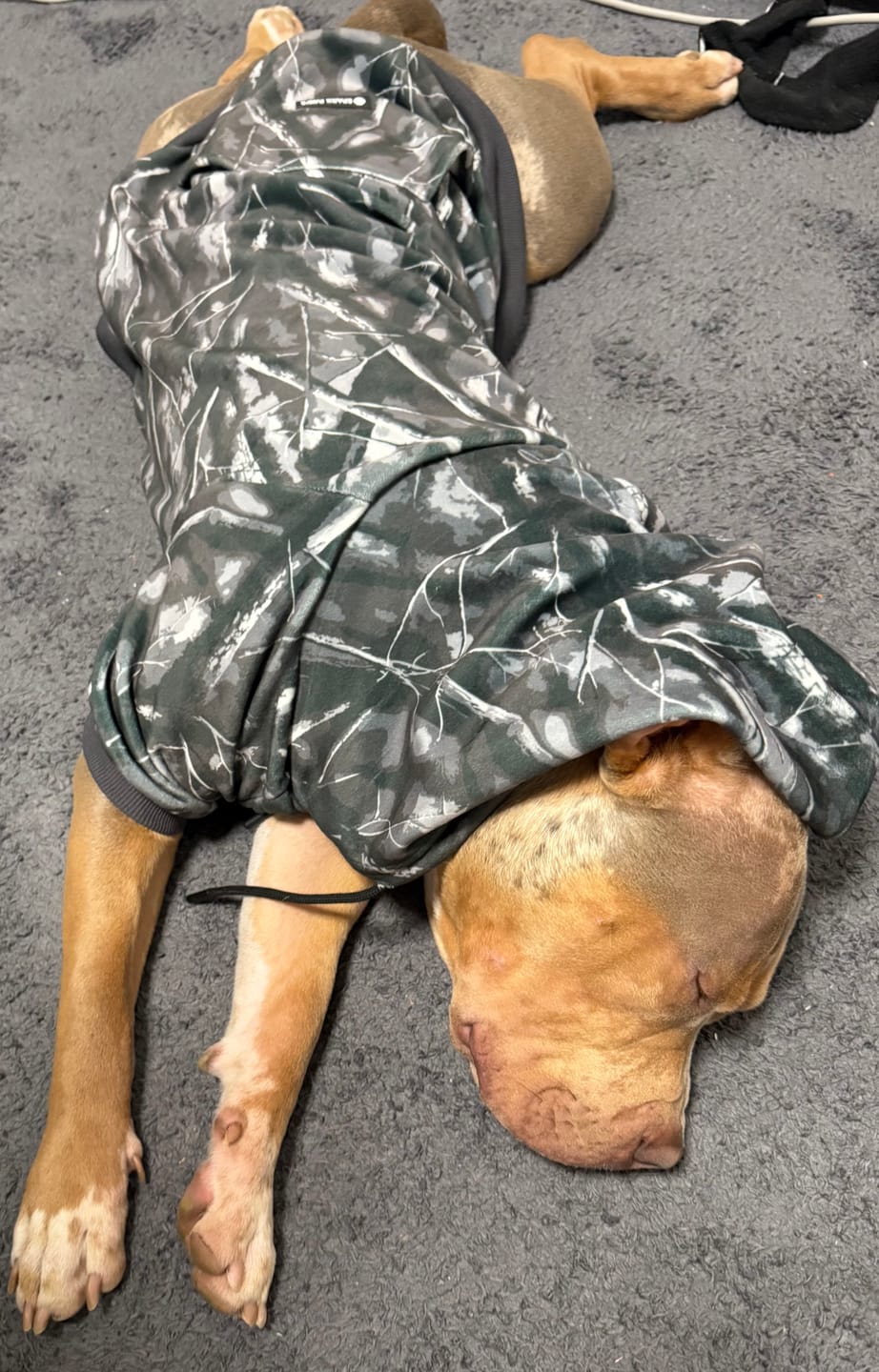 Customer photo review of Concrete Wood Dog Hoodie - Asphalt