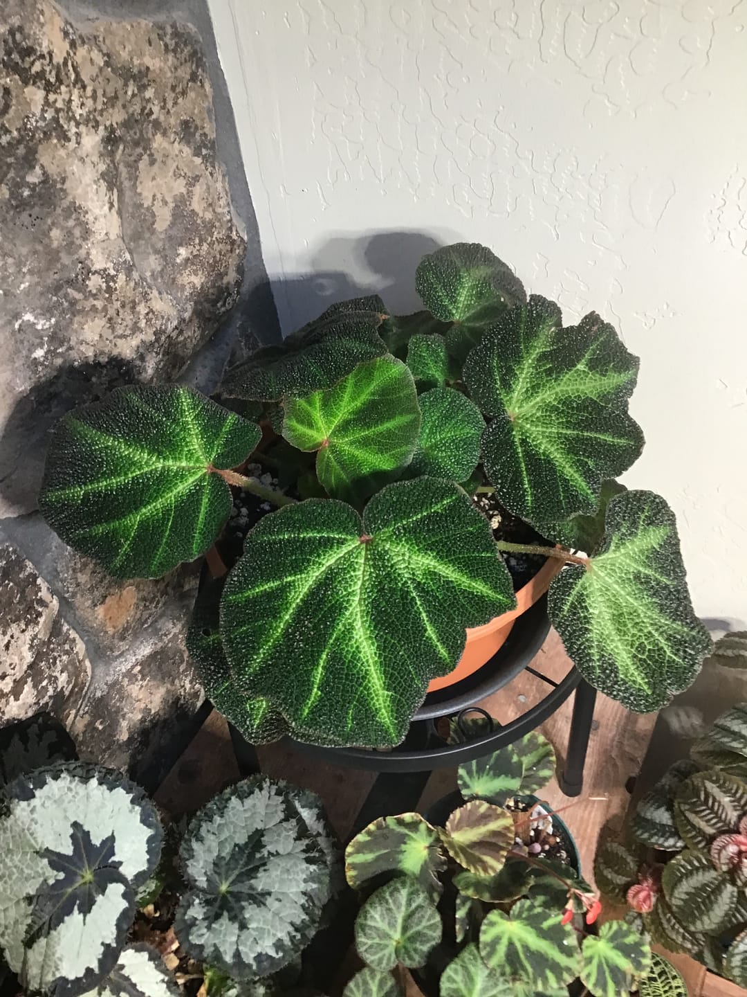 Customer photo review of Begonia soli-mutata