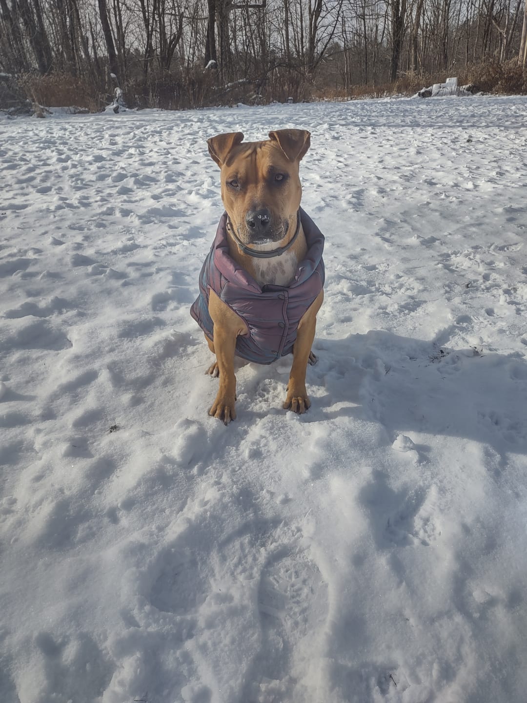 Customer photo review of WarmShield Water-Resistant Jacket - Cosmic