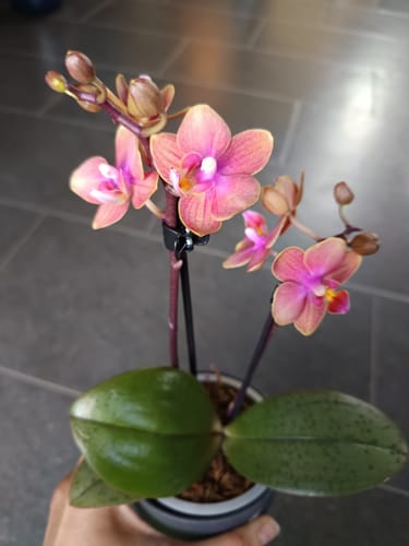 Ein Rezensent hält die Duftorchidee Dusty Belle mit orange-roten Blüten und gesprenkelten Blättern in der Hand.