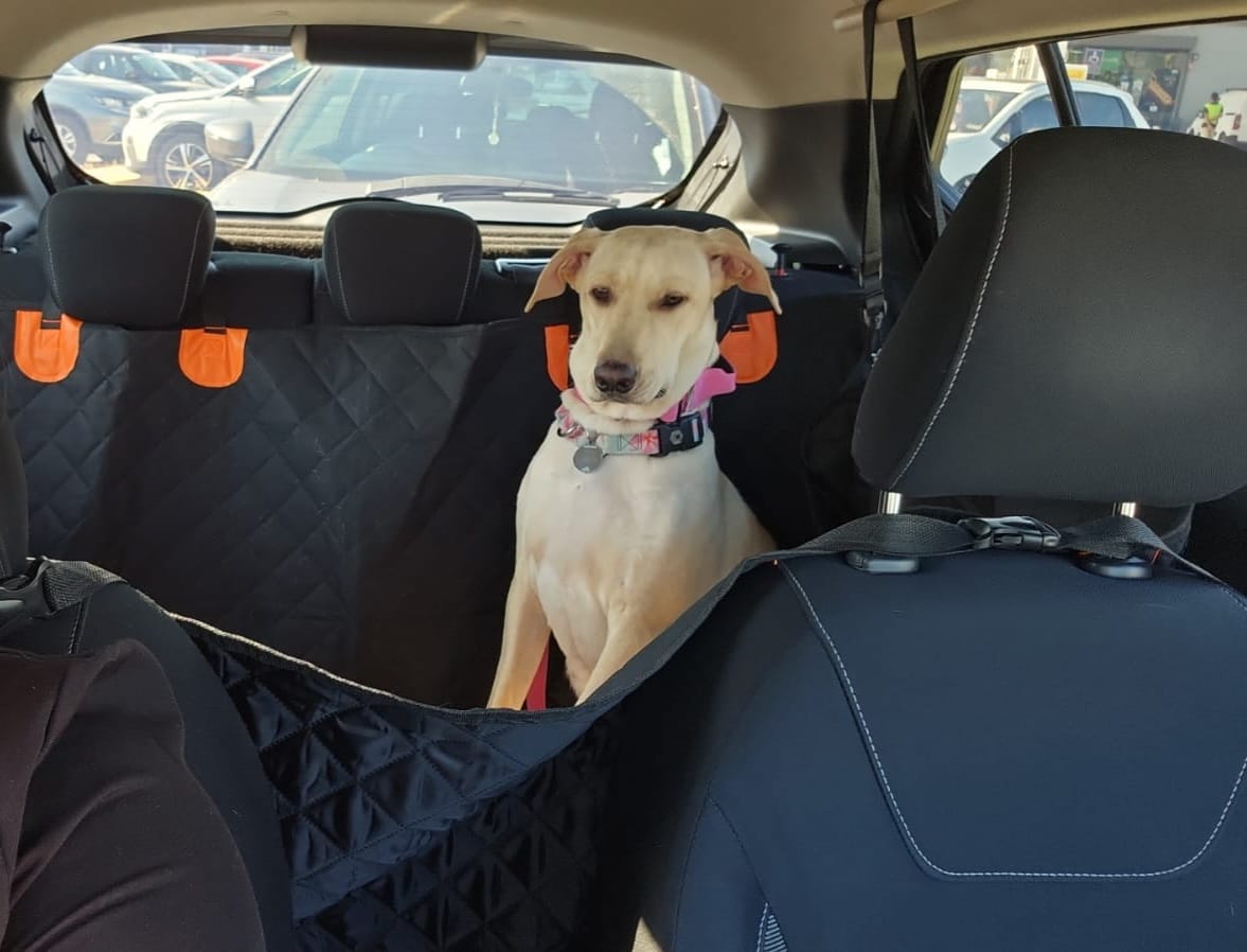 Customer photo review of Funda Impermeable THE DOGS — Auto limpio, perro seguro