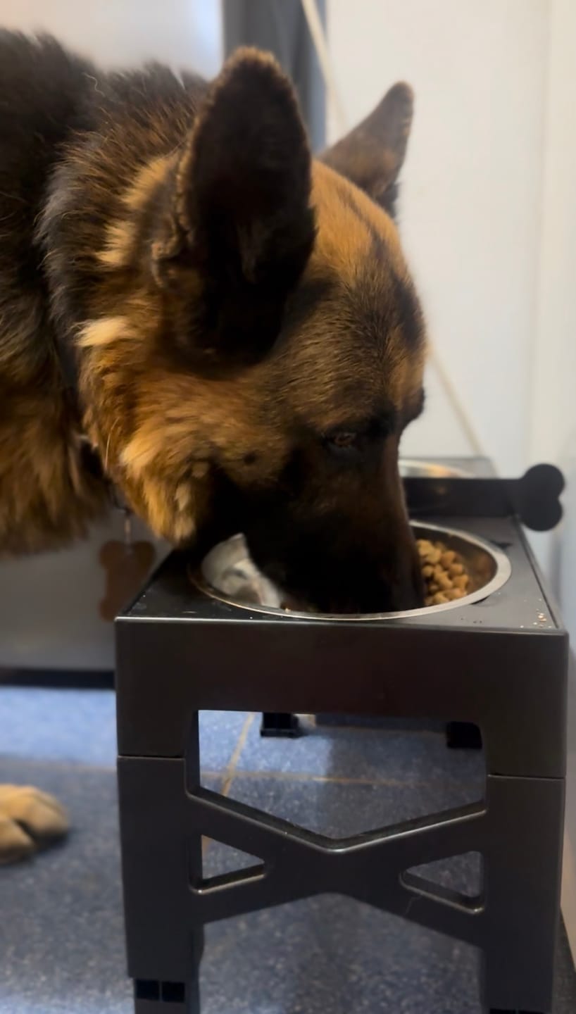 Customer photo review of Comedero Elevado THE DOGS Postura correcta en cada comida