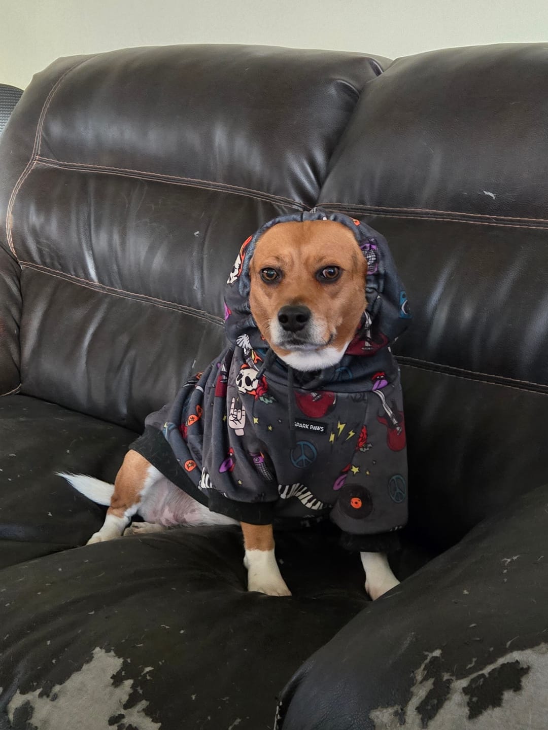 Customer photo review of Rock and Roll Dog Hoodie