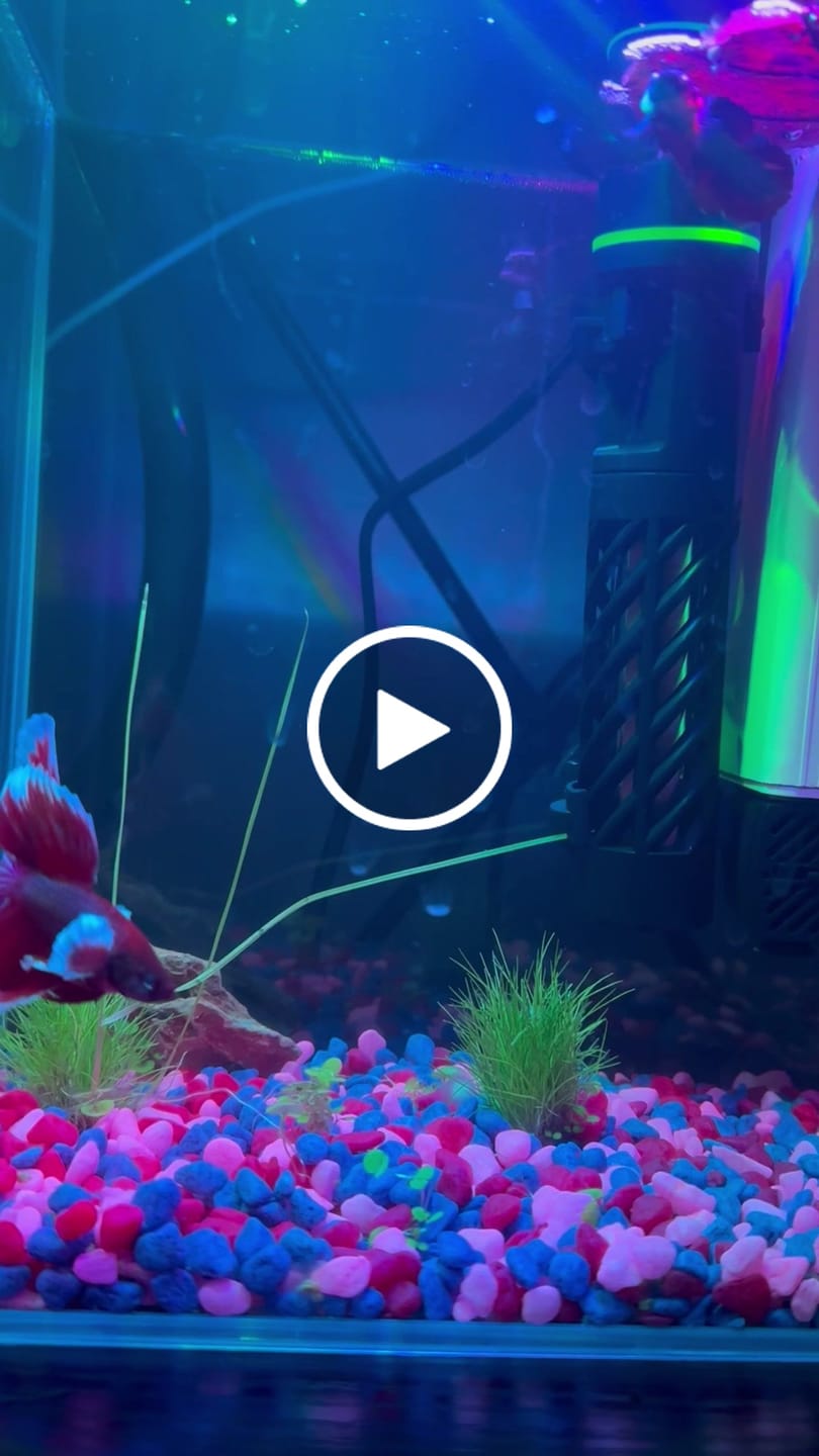 Customer video review of Dumbo Lavender Halfmoon Male Betta Fish