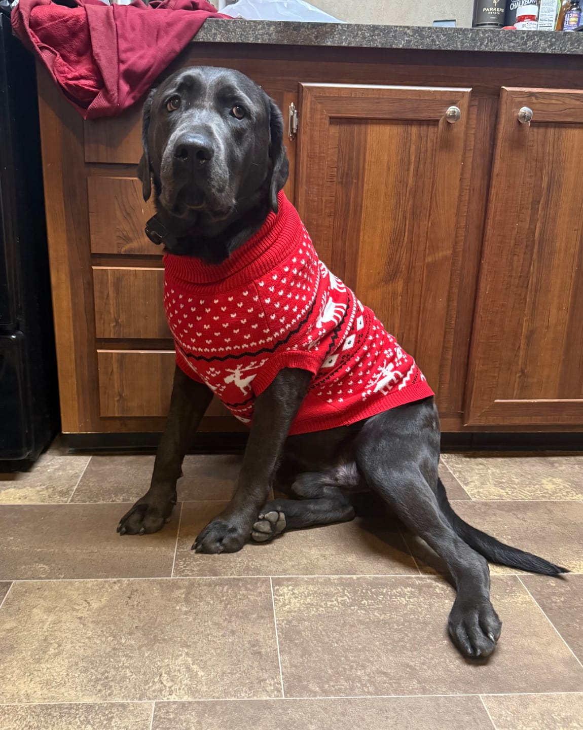 Customer photo review of Knit Christmas Dog Sweater - Dasher Red