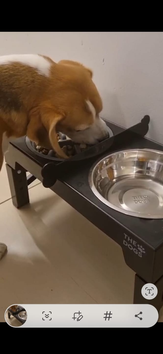 Customer photo review of Comedero Elevado THE DOGS Postura correcta en cada comida