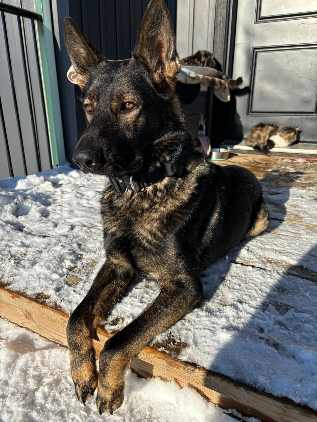 Customer photo review of 2" Tactik Dog Collar - Black