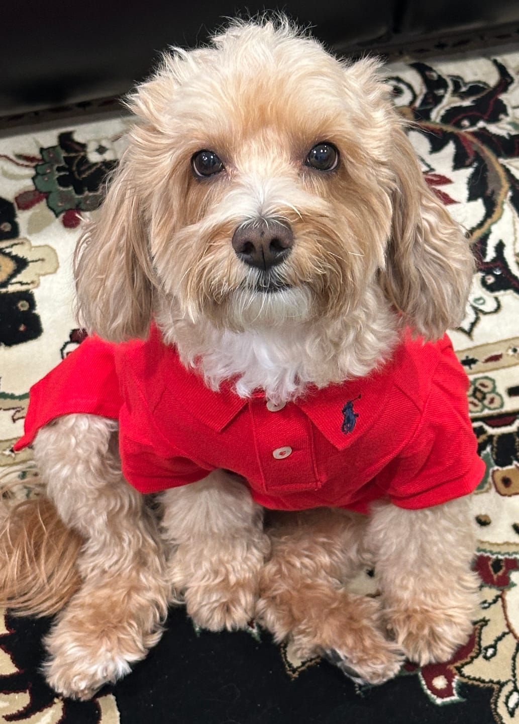 Customer photo review of Polo Ralph Lauren Cotton-Mesh Dog Polo Shirt