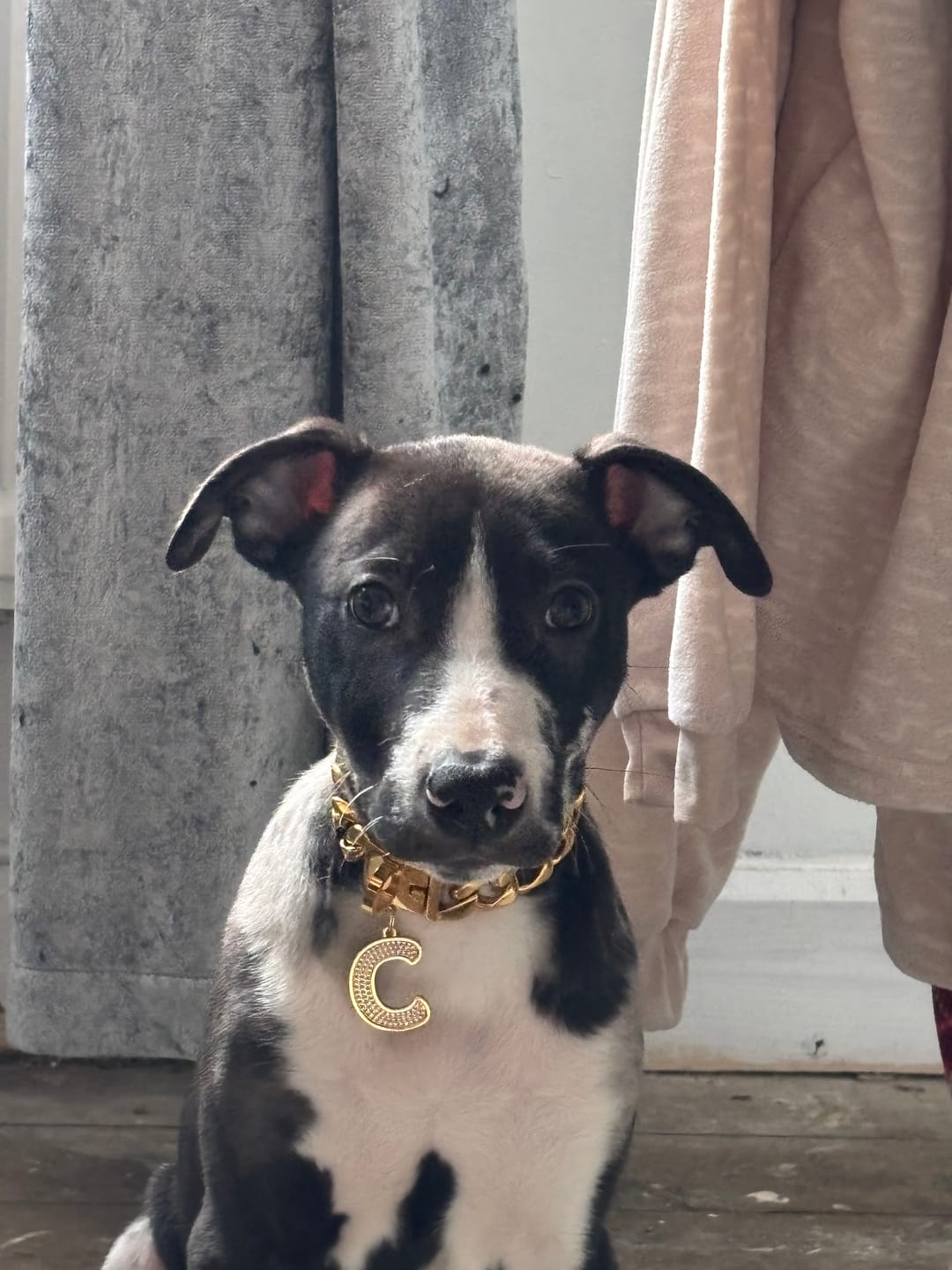 Customer photo review of Initial Letter Jewelry Dog Tag(A-Z)