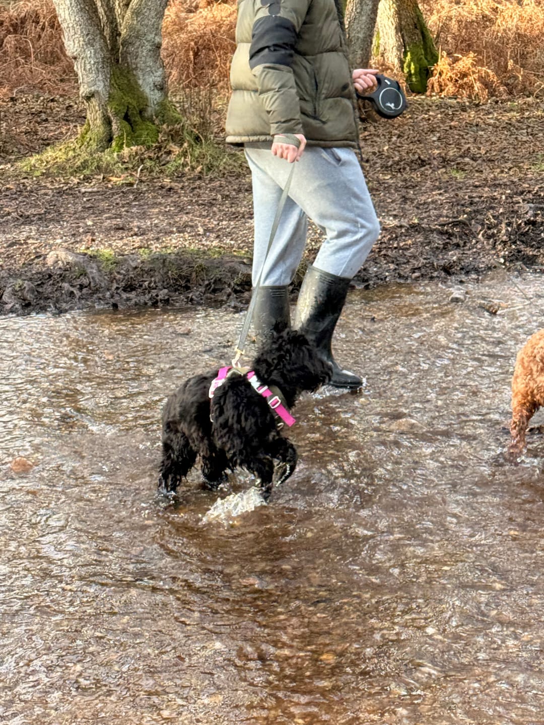 Customer photo review of Trail & Glow® Dog Lead 5ft - COLOUR DROPS® - Olive it Hot