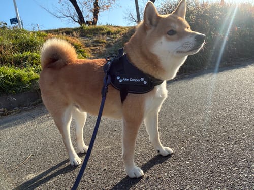 Customer photo review of ハーネス専用お名前タグ（２枚セット・マジックテープ式）