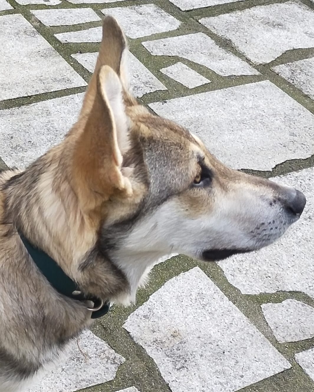 Customer photo review of Puppy