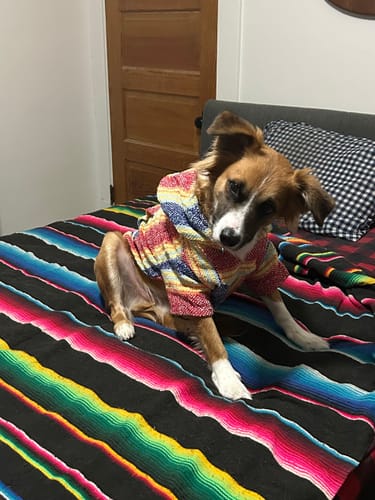 Customer photo review of Playa Poncho – Parrotfish