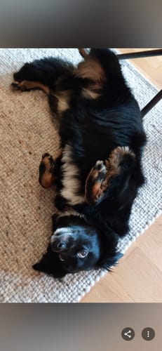 Der Hund eines Kunden liegt nach der Einnahme von Lucky Belly glücklich und entspannt auf dem Rücken.