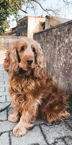 Customer photo review of Dein Haustier als Porträt - Individuelle Leinwand