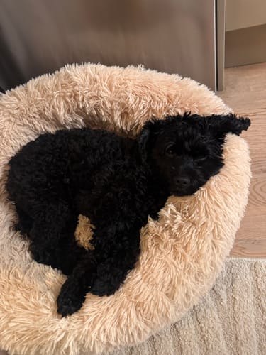 Customer photo review of CalmBed - Motverkar stress & hjälper mot ångest