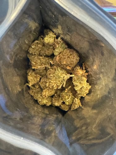 Customer's view of the dried Wedding Cake flower inside its opened packaging.