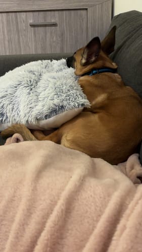 Avis d'un client montrant son chien se reposant confortablement sur un canapé tout en portant le collier PuppySafe.