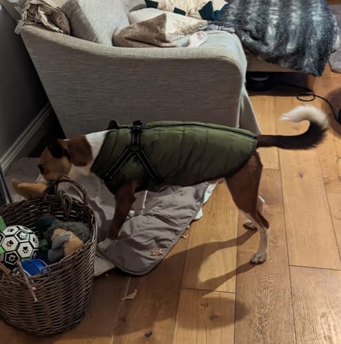 Customer photo review of Wintro - Quilted Waterproof Dog Coat with Harness Built In