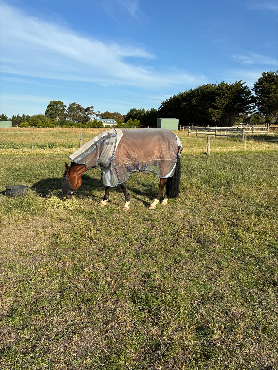 Customer photo review of LE Defender Anti-Insect Fly Rug