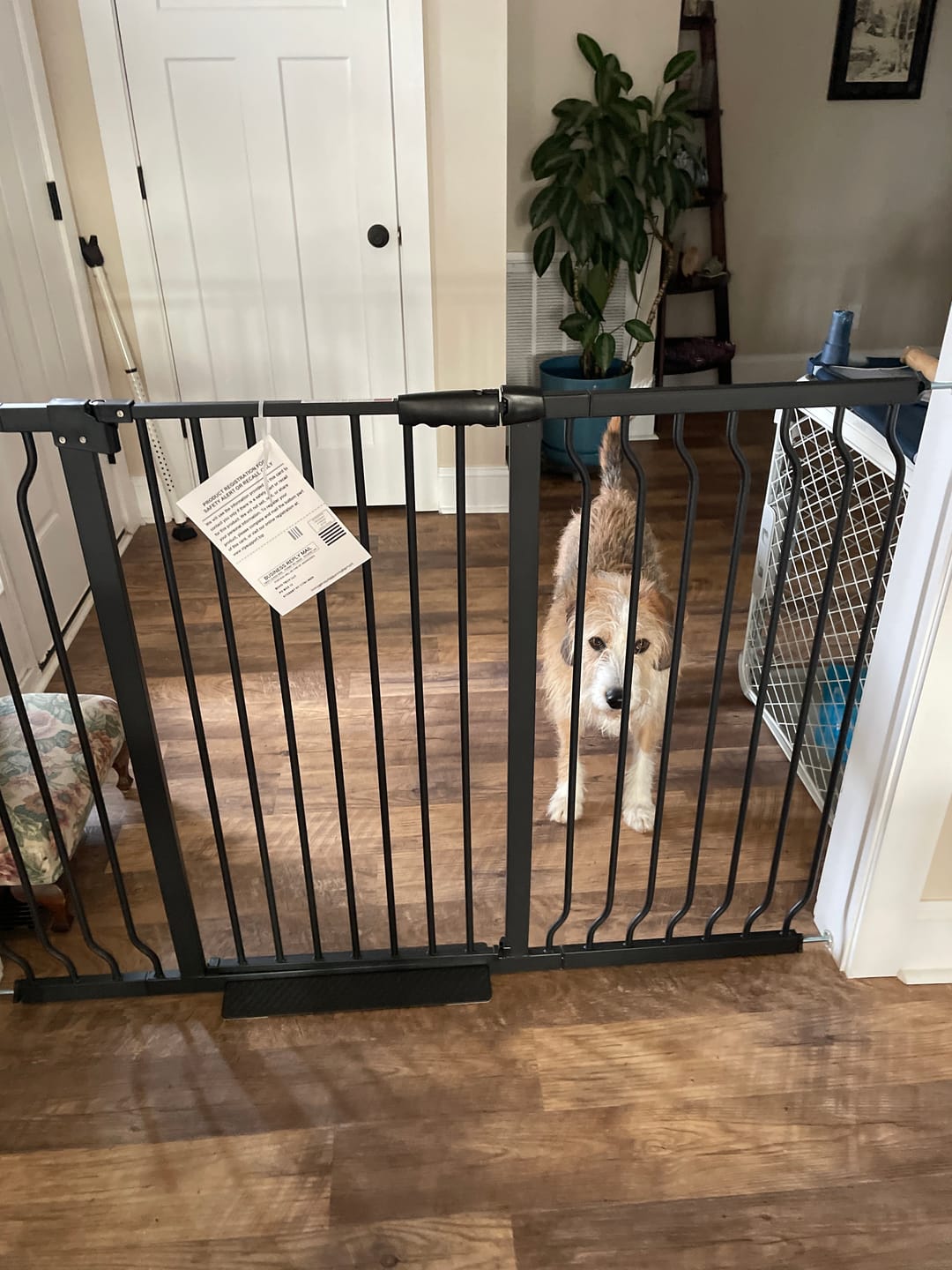 Customer photo review of FairyBaby 40" Extra Tall Auto Close Big Dog Gate