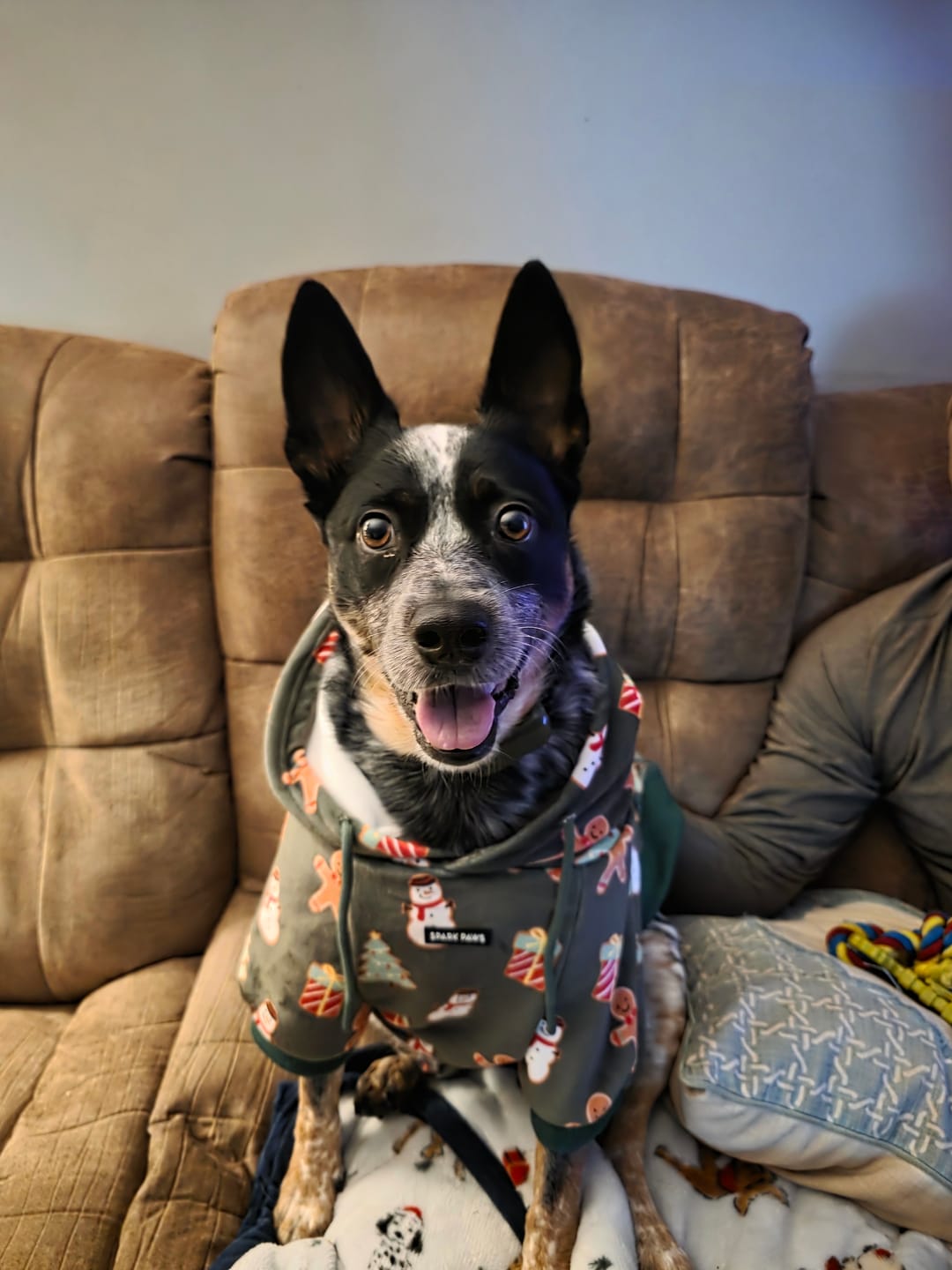 Customer photo review of Christmas Dog Hoodies
