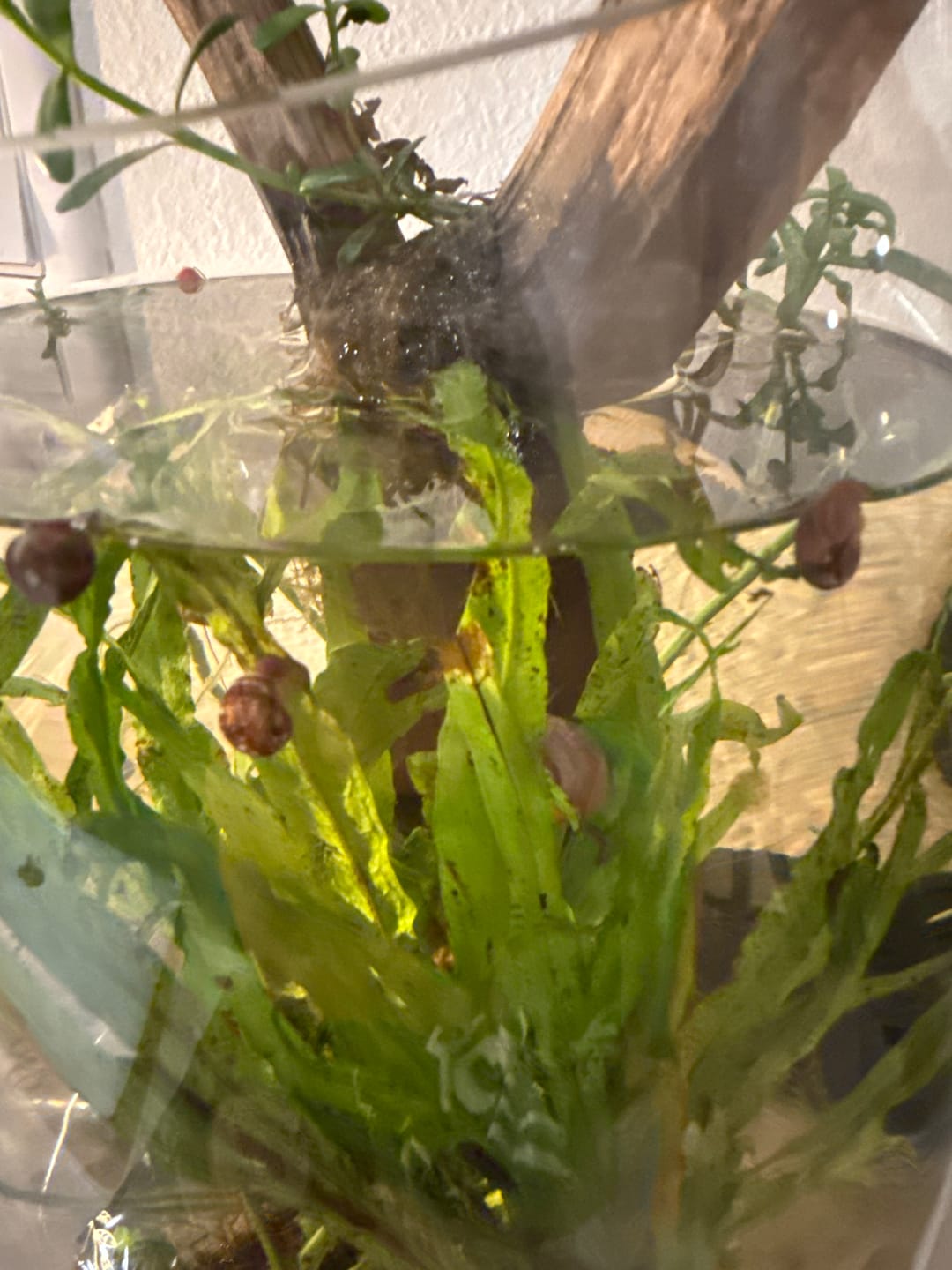 Customer photo review of RAMSHORN SNAILS (ASSORTED BLUE, PINK,GREY,GOLD)