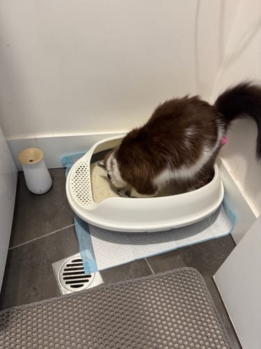 Customer photo review of Fit Litter PLUS - 3 month supply - 1 cat