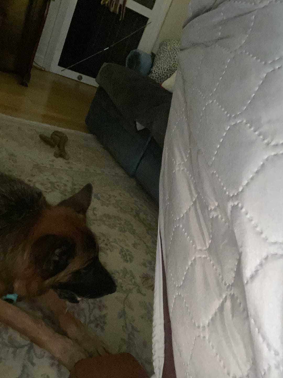 Customer photo review of 6 Inch Extra Thick Bully Sticks