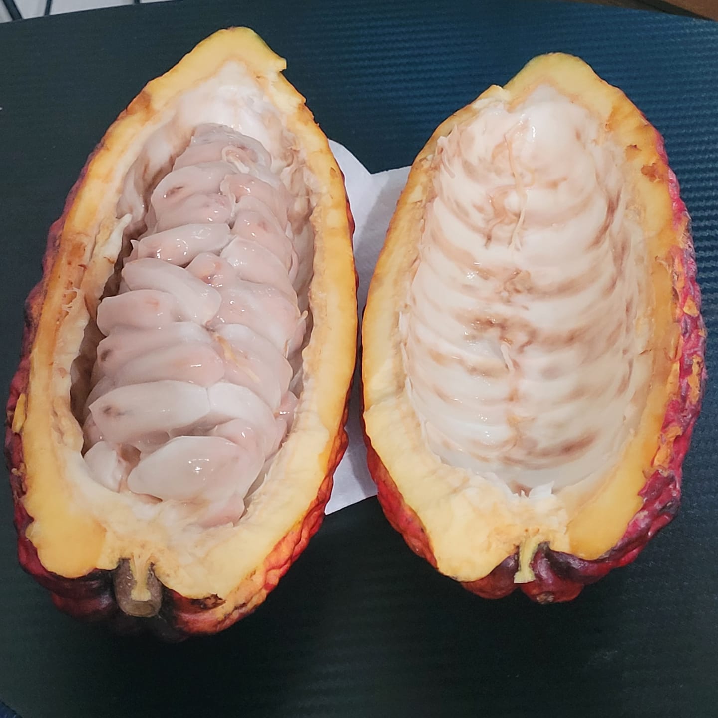 Customer photo review of Cacao (Chocolate)