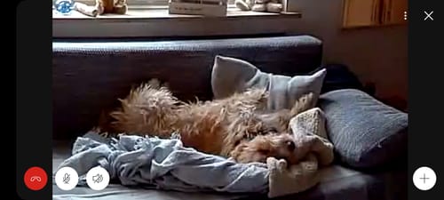 Der flauschige Hund eines Kunden liegt entspannt auf dem Rücken auf einer Couch.