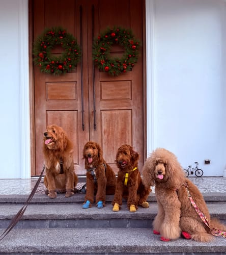 Customer photo review of WagWellies® Mojave