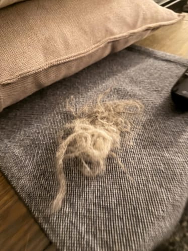 Customer photo review of Guante Cirezo™ – Elimina el pelo de tu mascota en segundos
