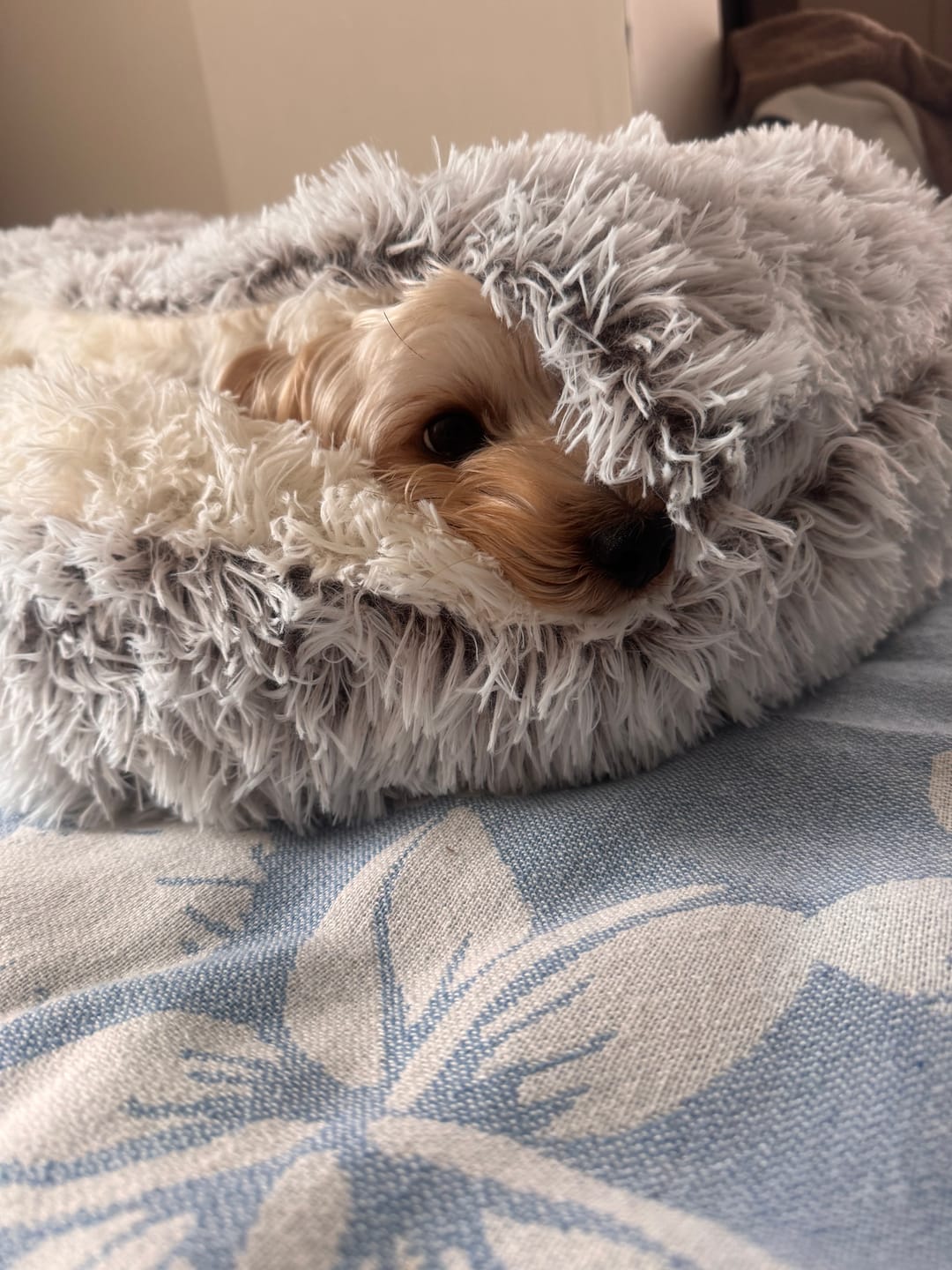 Customer photo review of Mellowpurr Cozy Yuva - Onun Huzurlu Sığınağı!