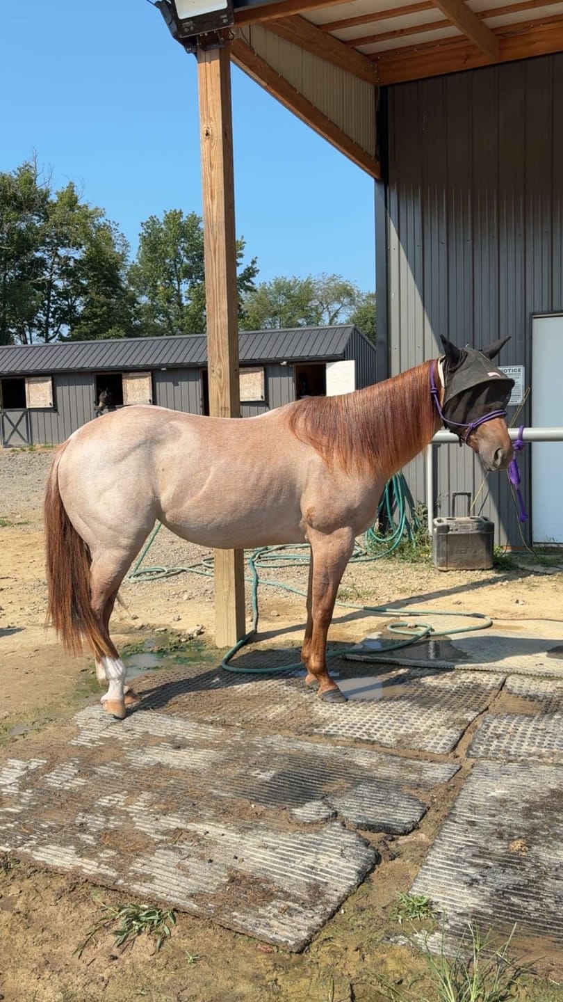 Customer photo review of Solar Vizor Fly Mask - With Ear Protection - NEW STYLE